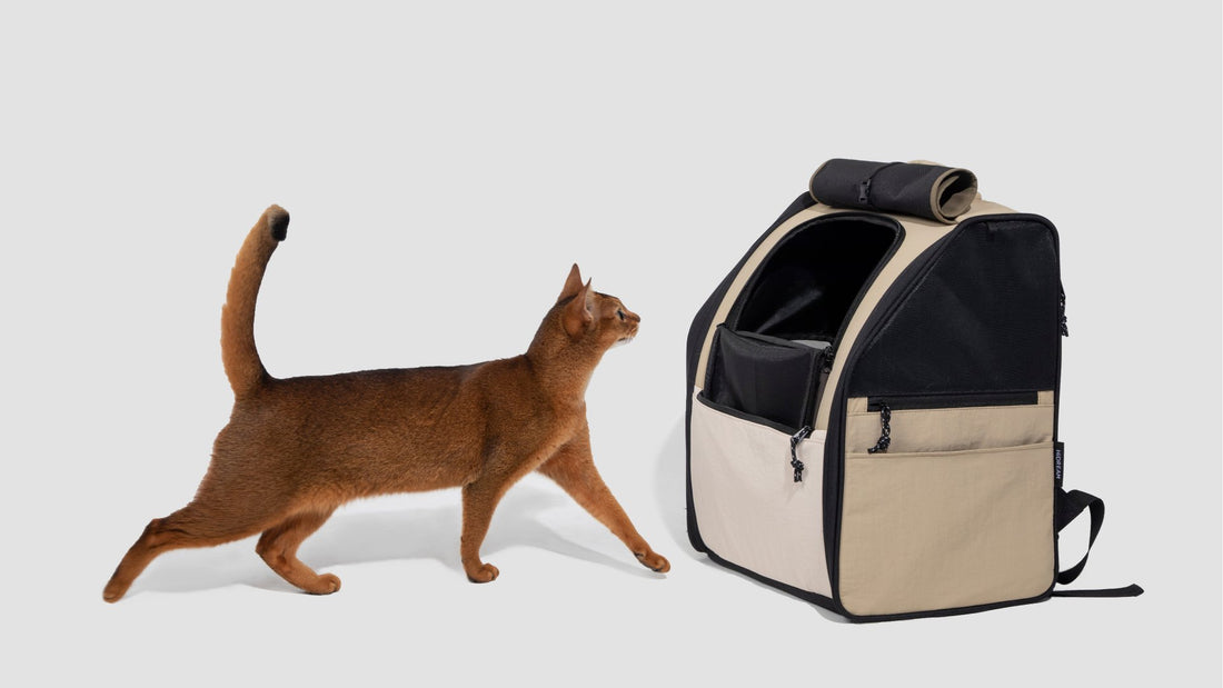 Pet Travel Carrier