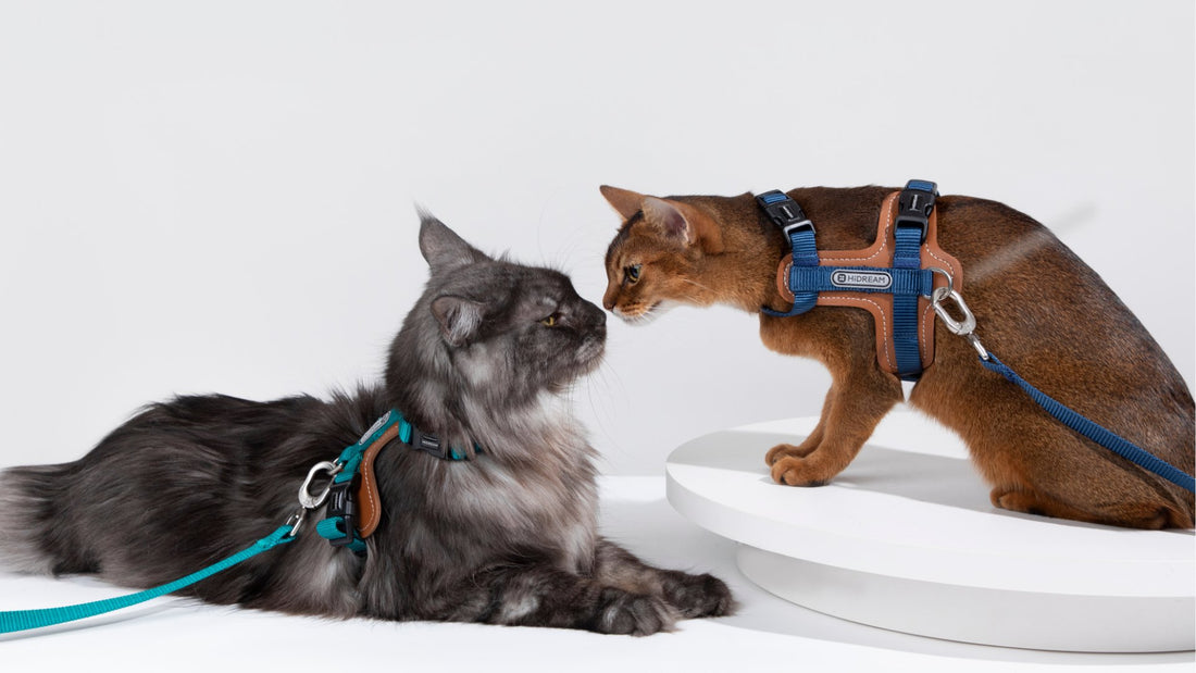 Harnesses
