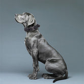 T1 Tactical Dog Collar