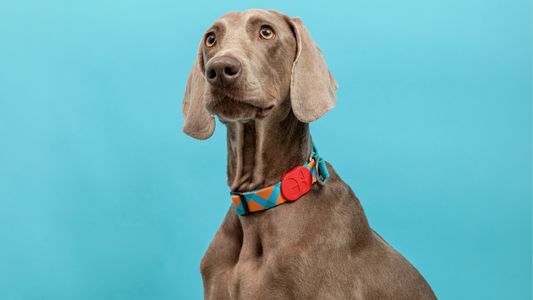 How to Stop Dog Pulling While Walking: The Ultimate Guide to Safe & Effective Leash Training