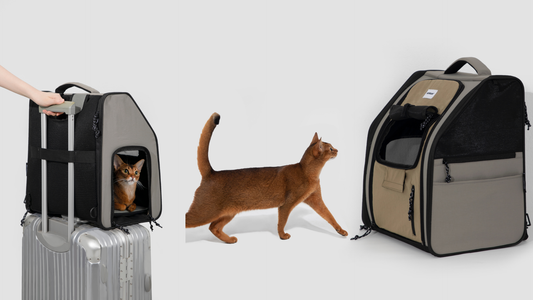 Why the Mobile Castle Ultra-Light Pet Travel Backpack is the Best Choice for Stress-Free Pet Travel