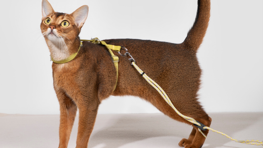Freedom Explorer Cat Harness & Leash Set: Why Does My Cat Hate Their Harness?—And How to Fix It for Good