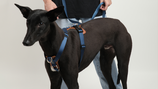 H-Shaped Dog Harness: Transform Your Dog’s Walks Today!