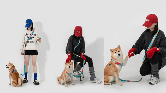 Hands-Free Multifunctional Shock Absorbing Dog Leash: How 65% of Dog Owners Avoided Injuries & Regained Control