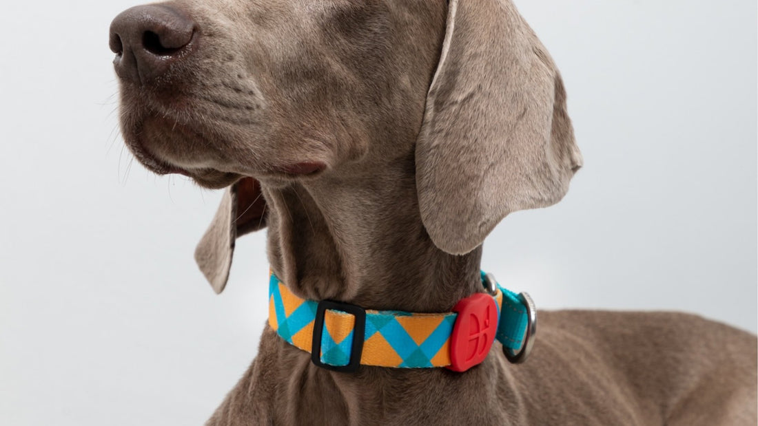 Collars